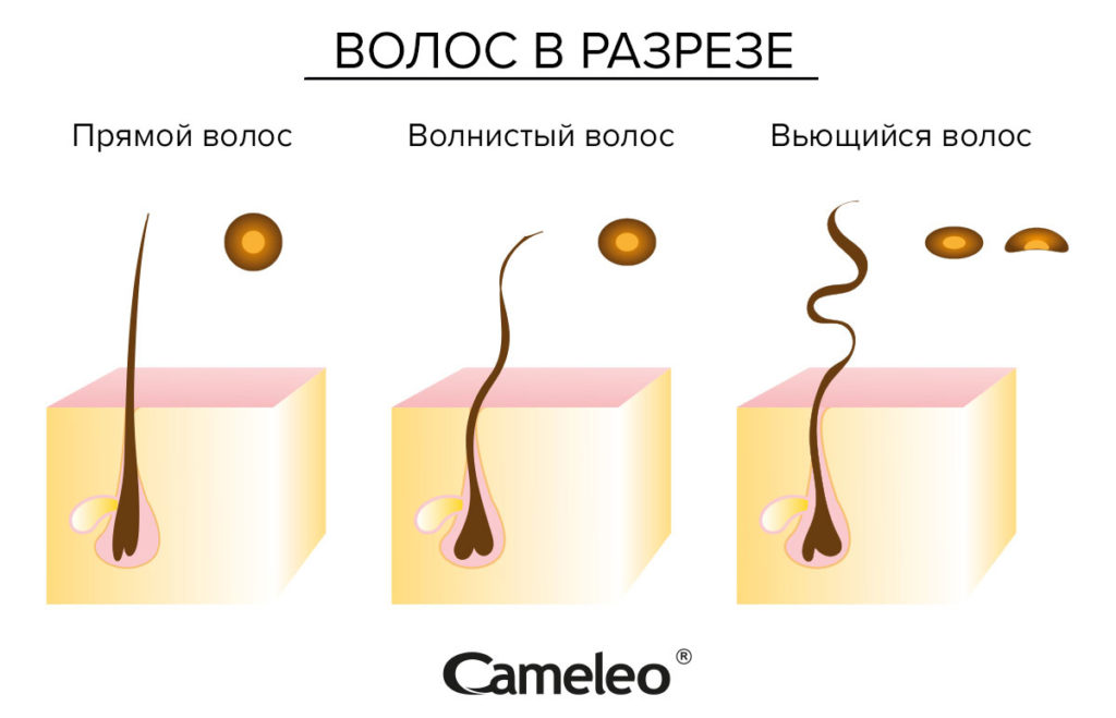 Вьющиеся волосы – Проблемы и уход – Cameleo – Hair Change